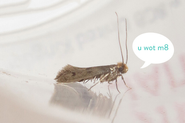 antiform-how-to-get-rid-of-moths-03